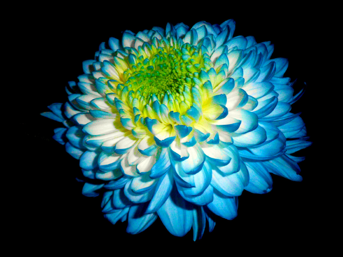 BLÜTE