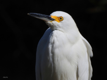 Garça branca pequena 