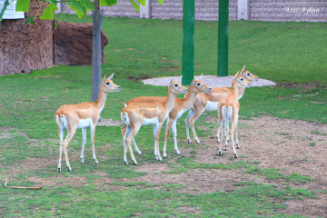 Antilop / Sazova Parkı / Odun Pazarı / Eskişehir