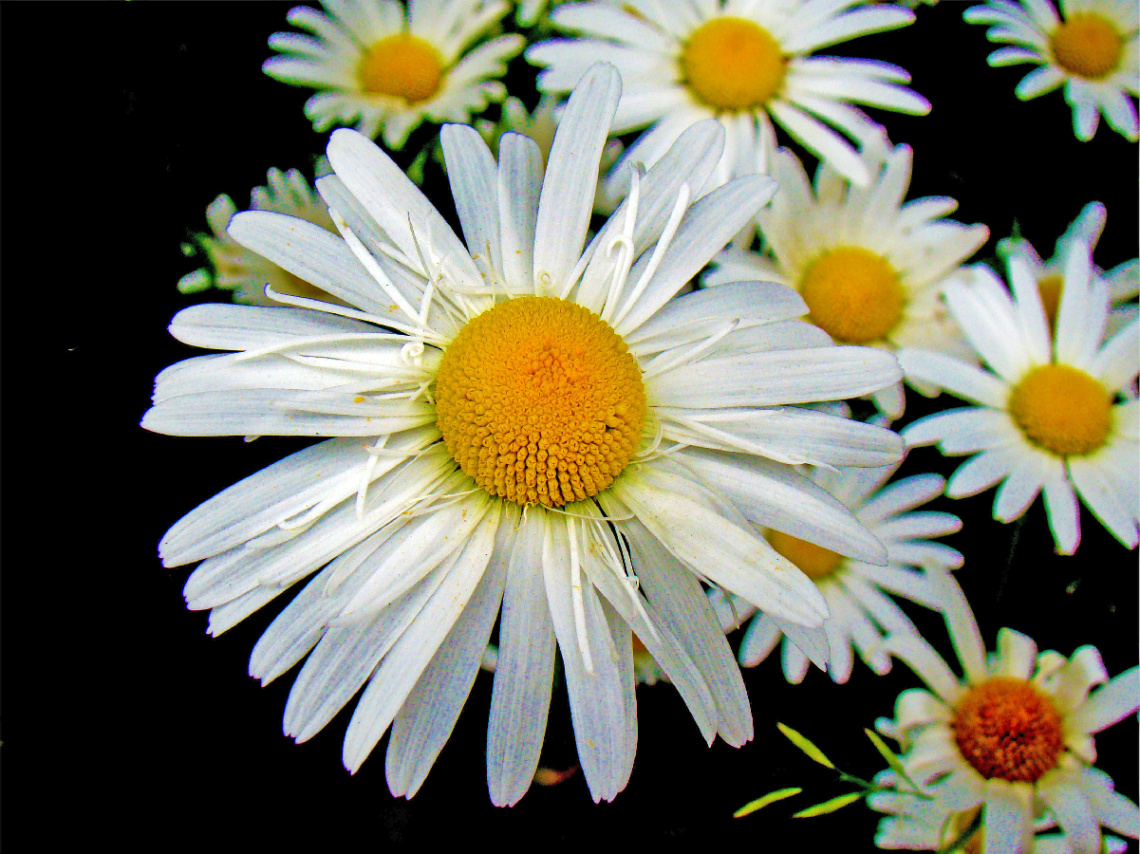 BLÜTEN