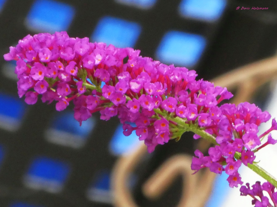 blossoms
