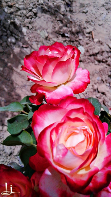 Double Delight pair