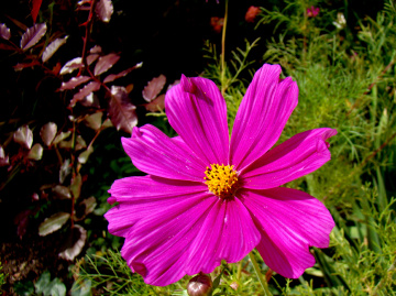 BLÜTE