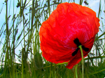 BLÜTE