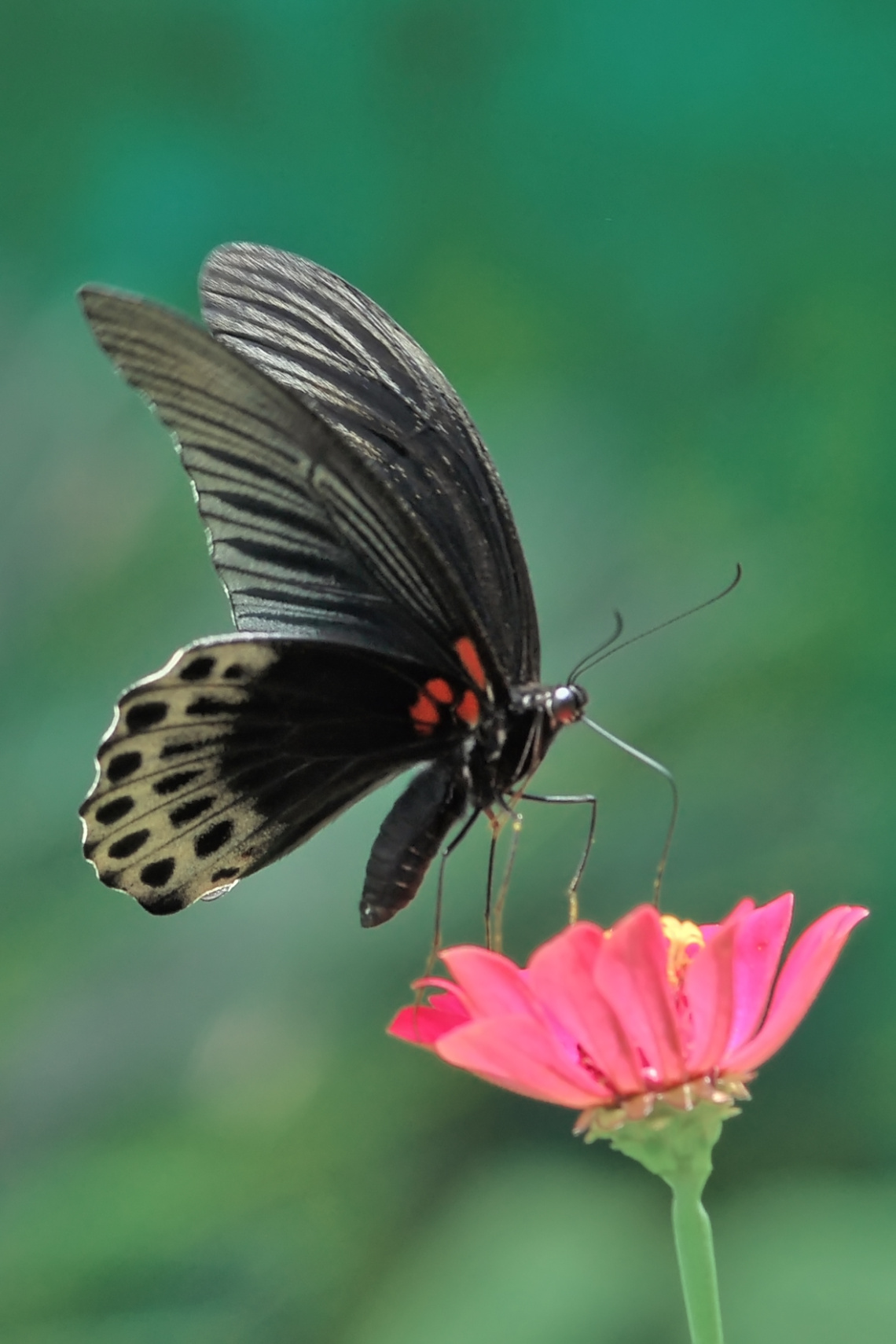 butterfly