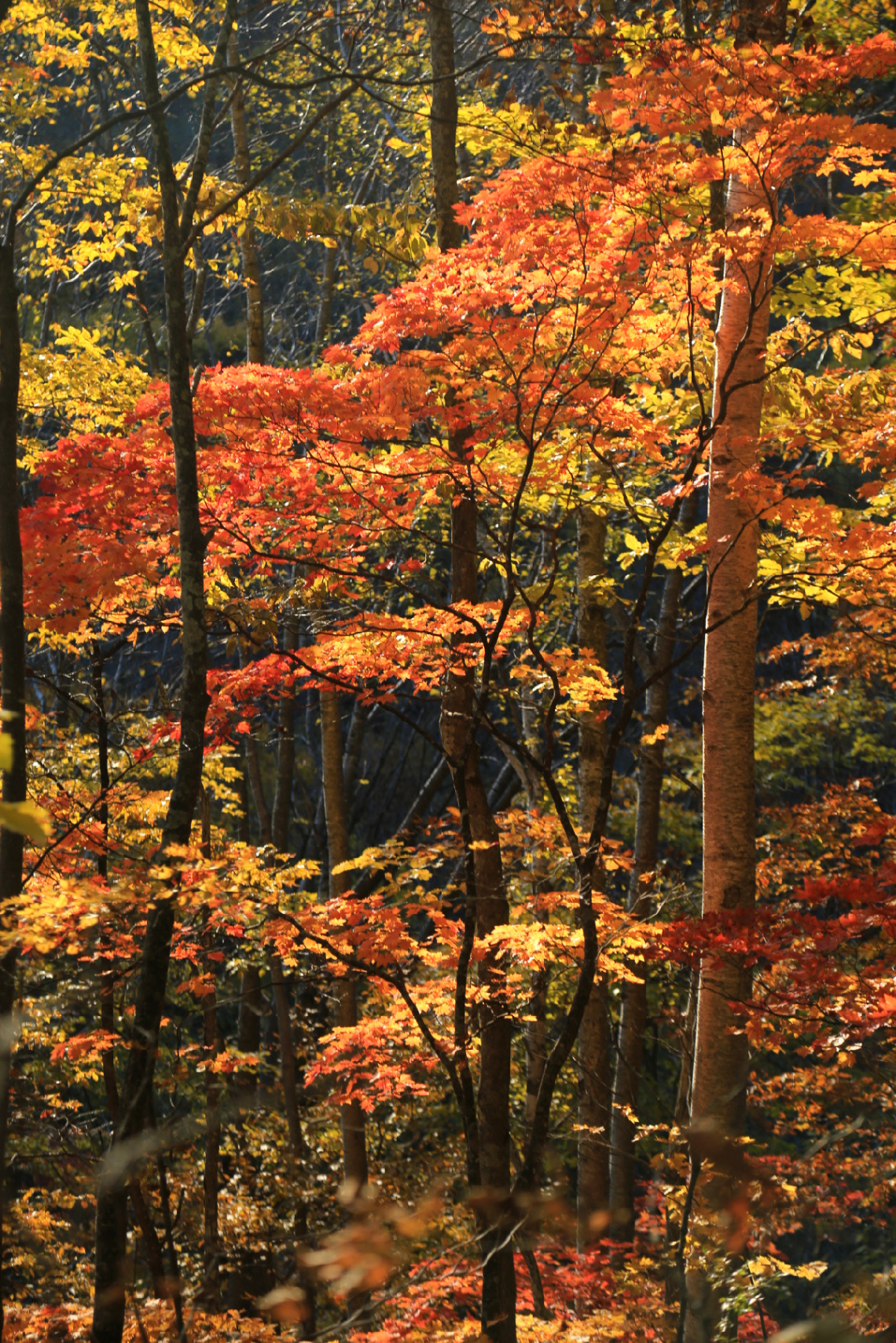 Autumn