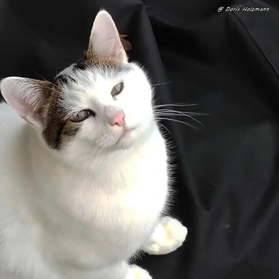Neighbour's cat 