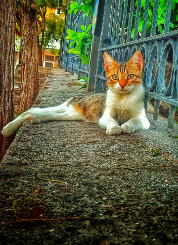 Dinlenmek Lazım !!!