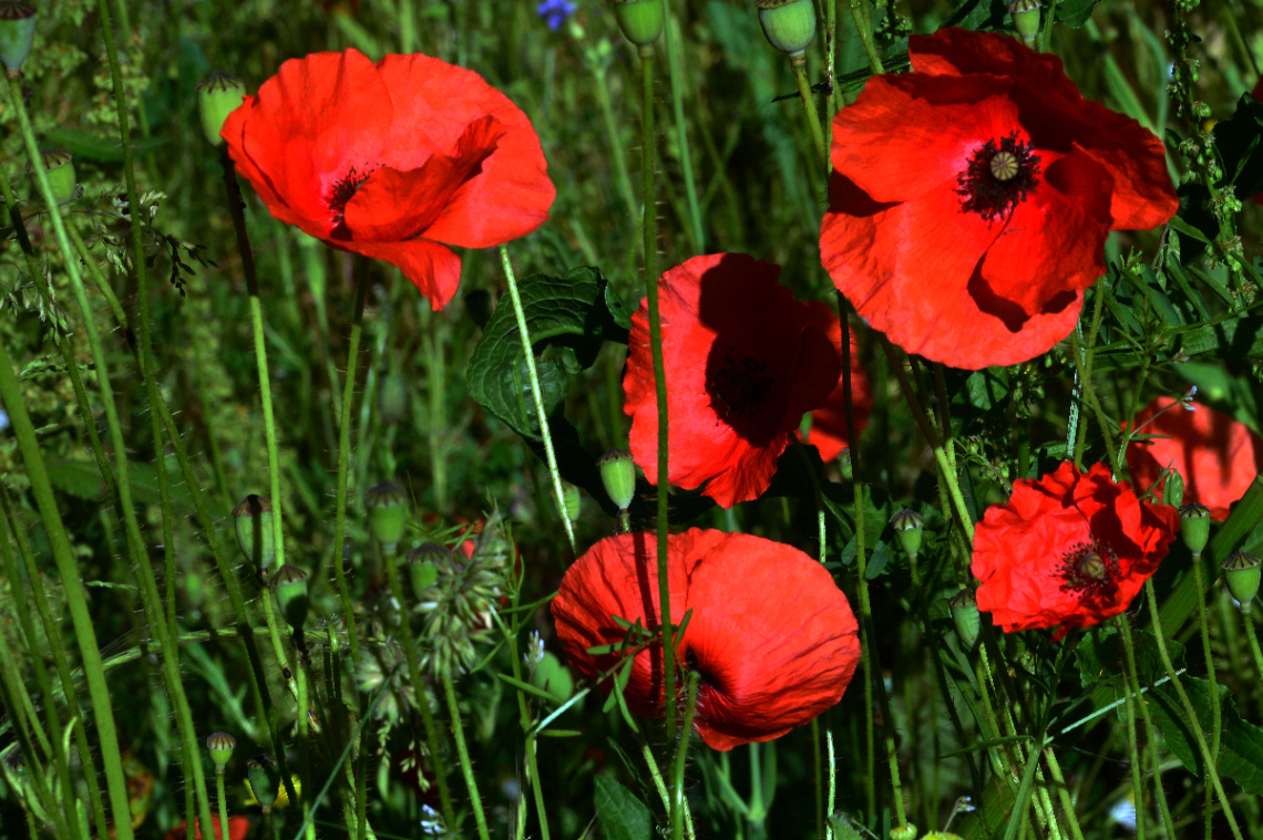 BLÜTEN