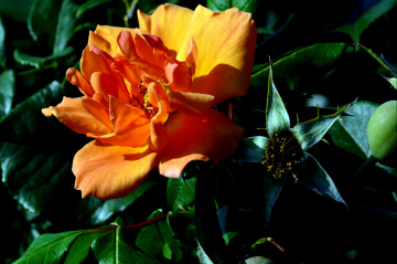 BLÜTE
