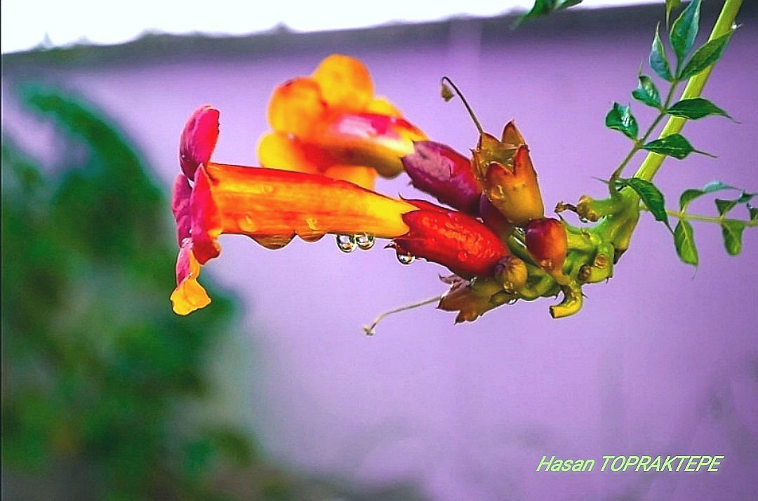 Raindrops & Flower