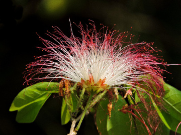 Calliandra