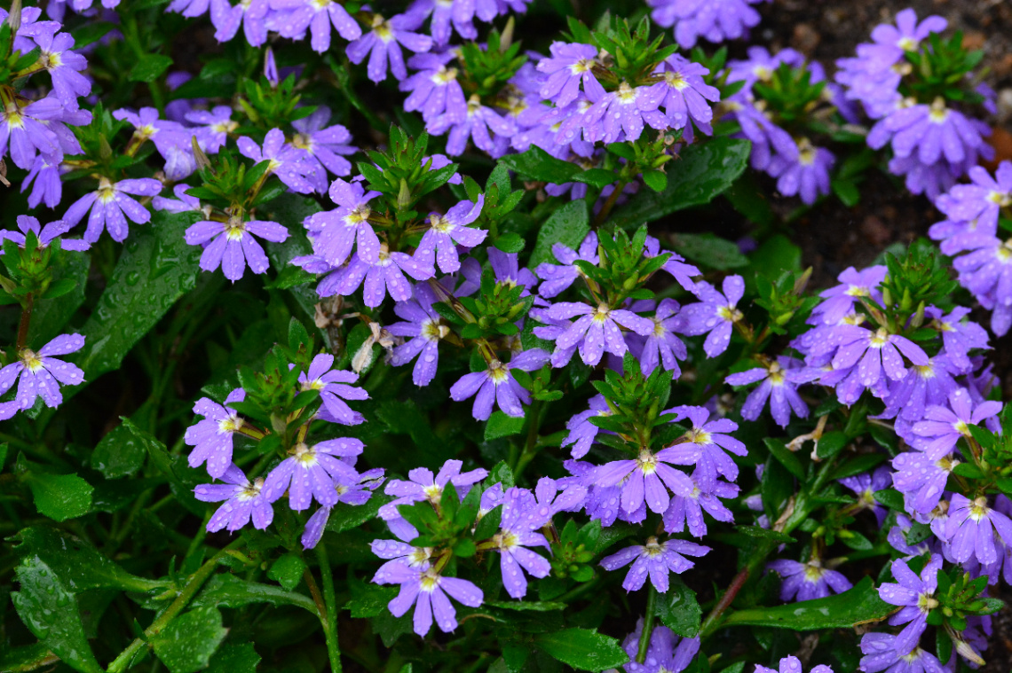 REGENTROPFEN