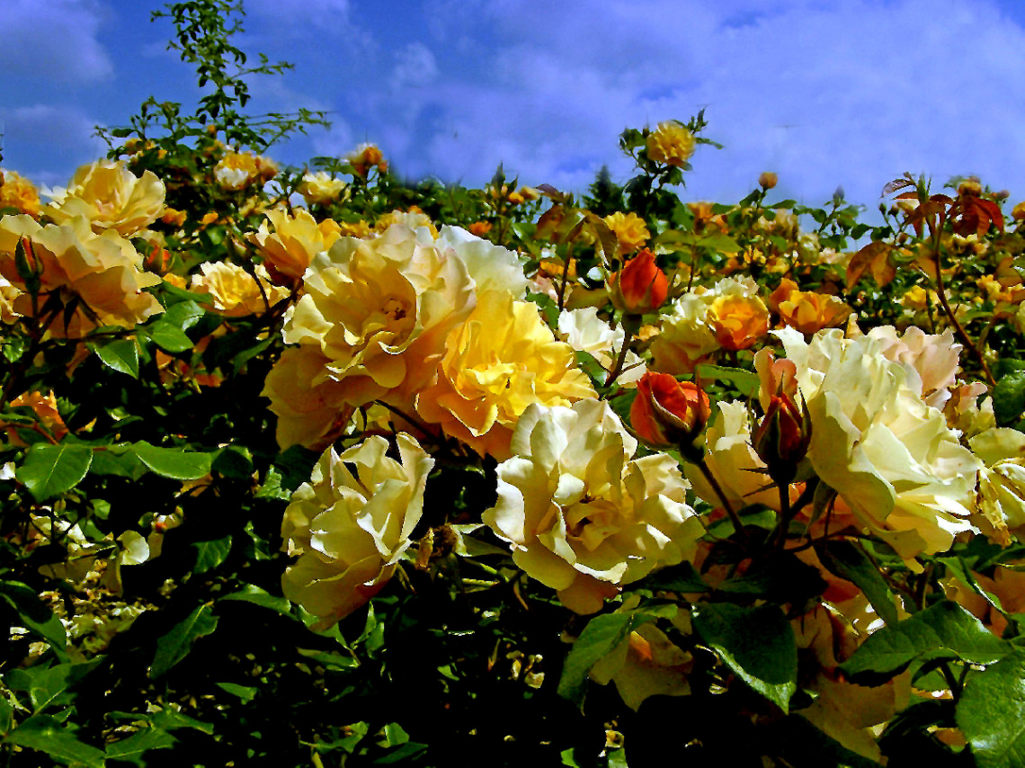 BLÜTEN