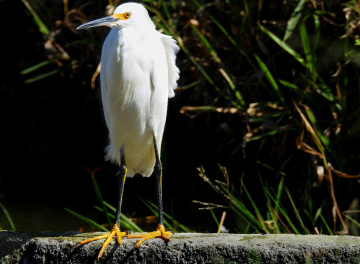 Garça branca pequena 