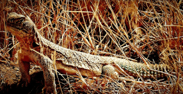 گوہ, Monitor lizzard