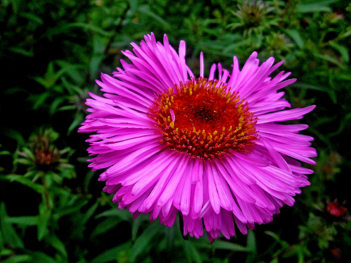 BLÜTE