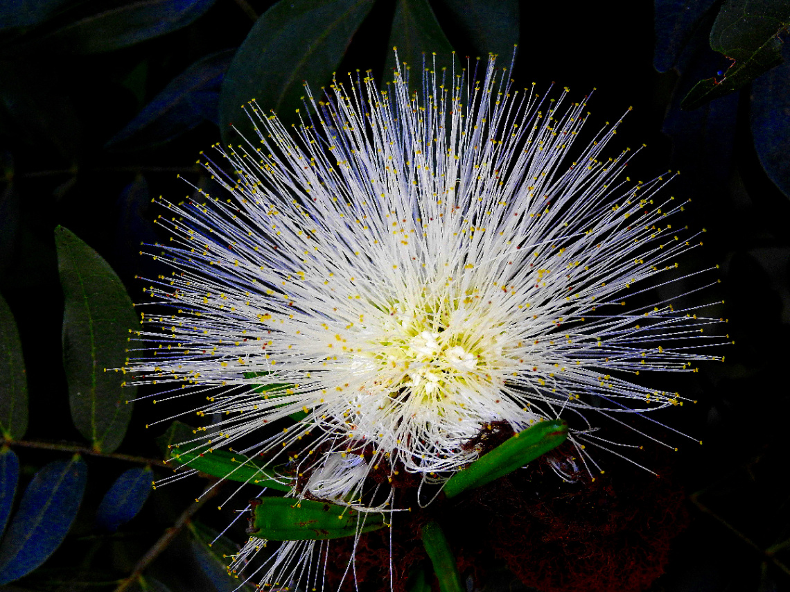 Calliandra branca