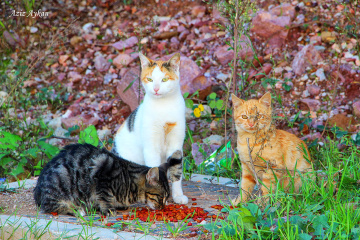 Anne Ve Çocukları :))