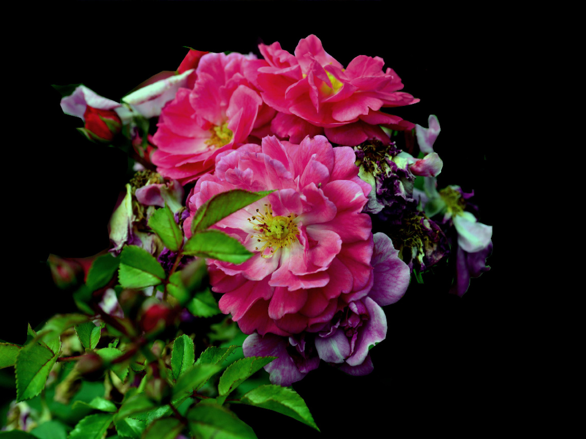 BLÜTEN