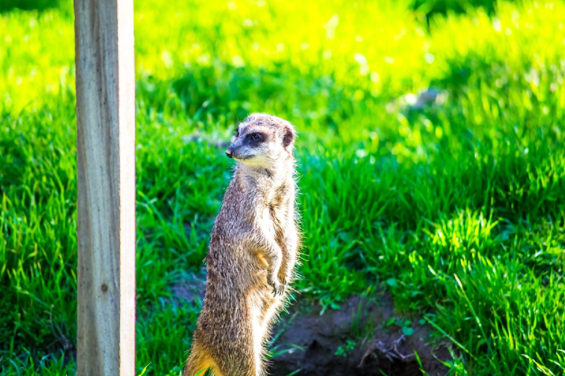 Meerkovitch The Meerkat