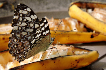 Borboleta 