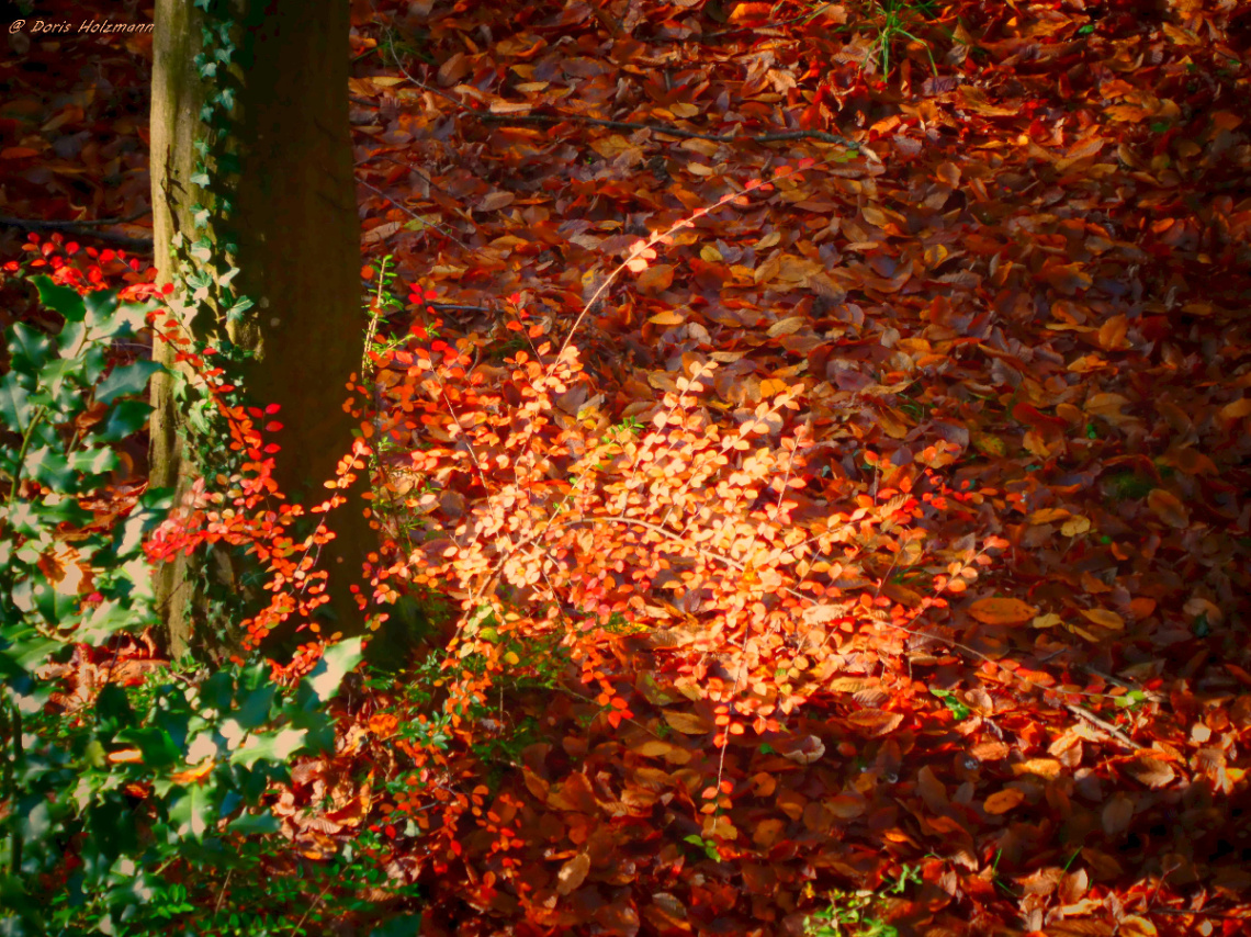 autumn colors 