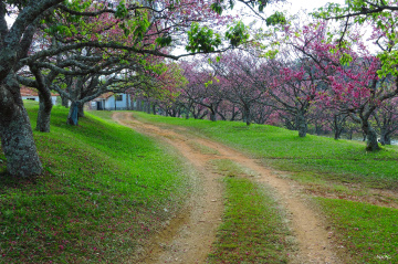 Caminho das Cerejeiras 