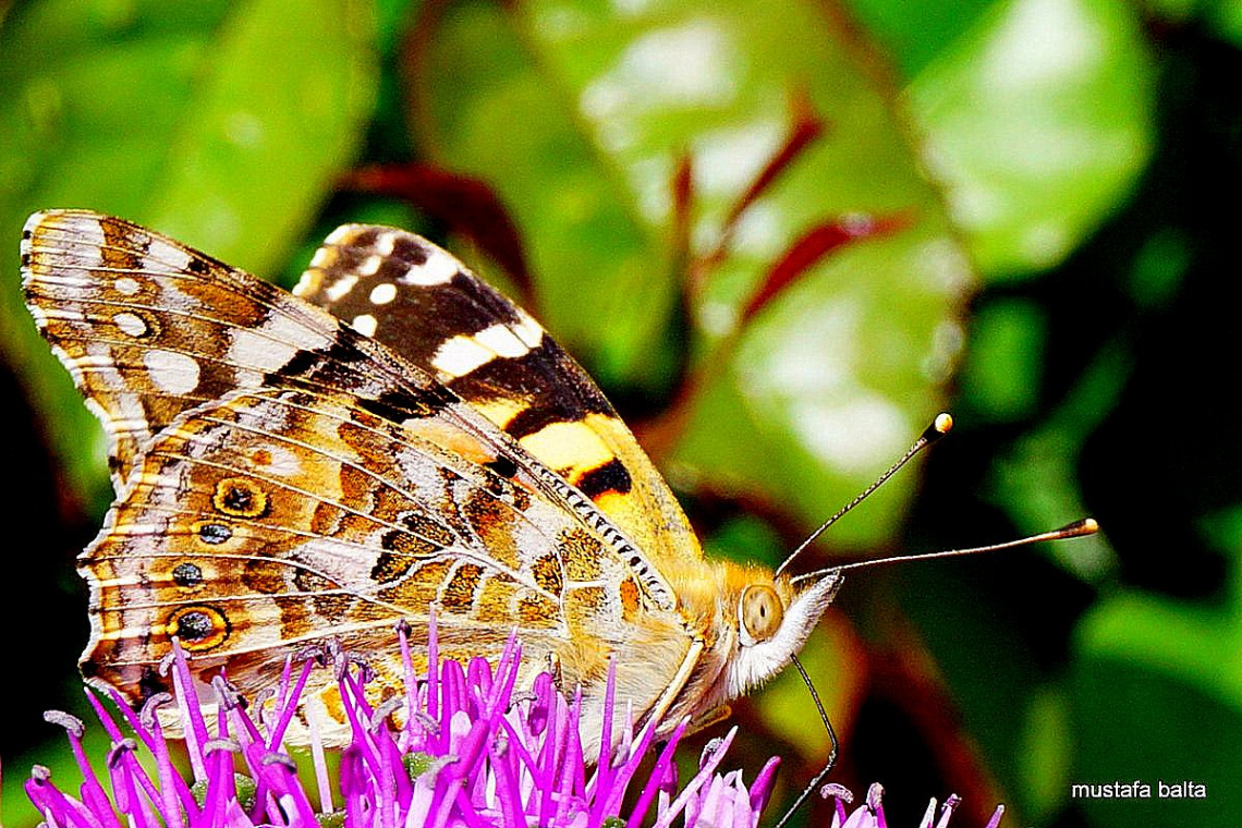 Miniciks Hayatlar  Boyalı Kadın Kelebeği