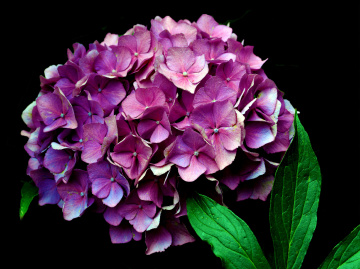 BLÜTEN