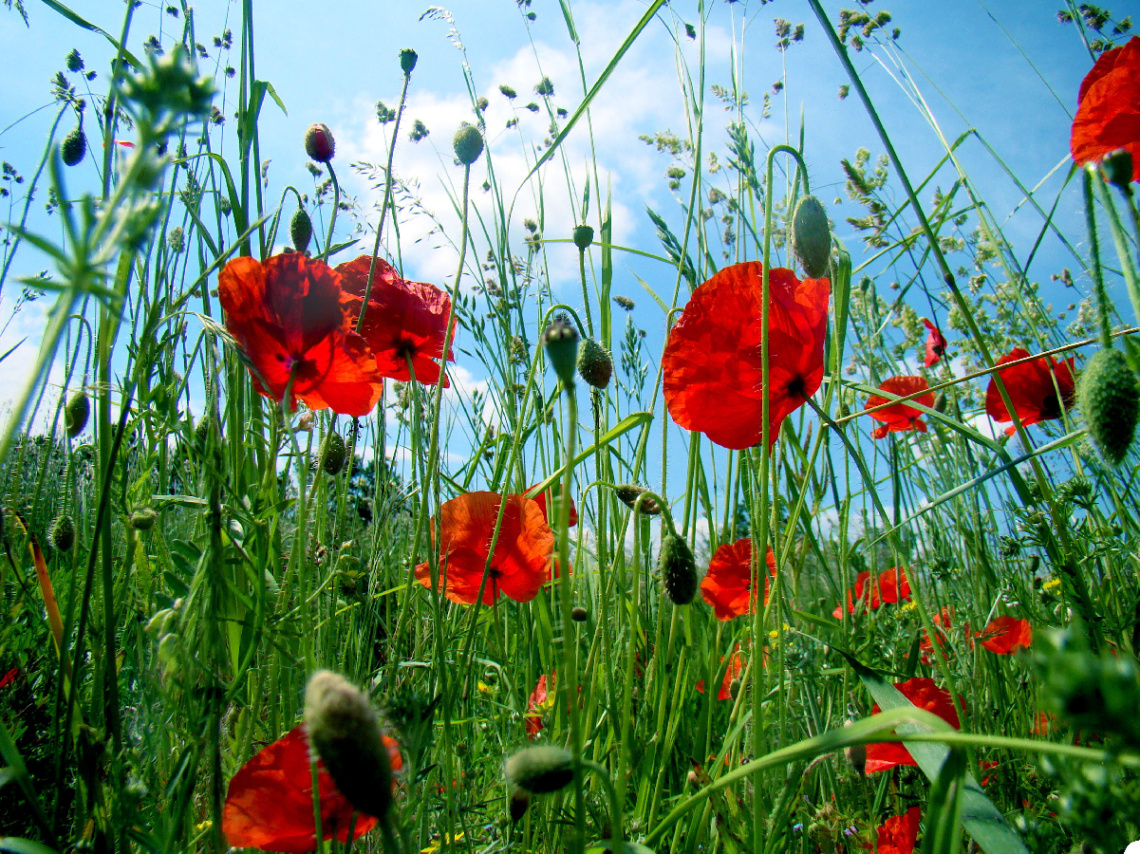BLÜTEN