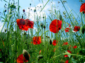 BLÜTEN
