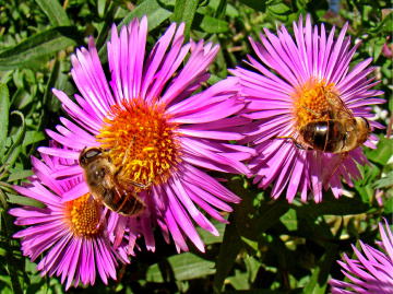 BLÜTEN MIT BESUCH