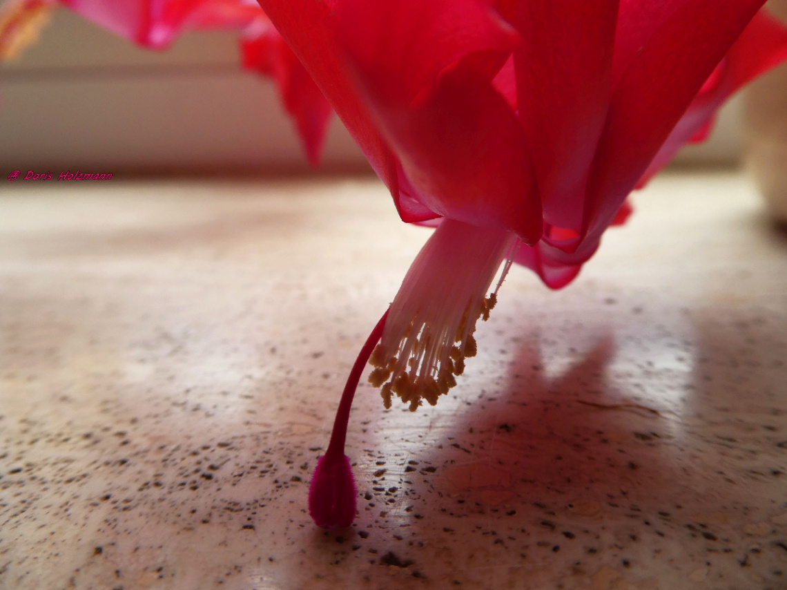 Flower of my Christmas cactus