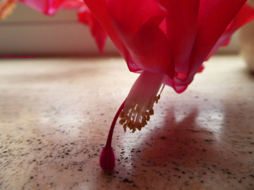 Flower of my Christmas cactus