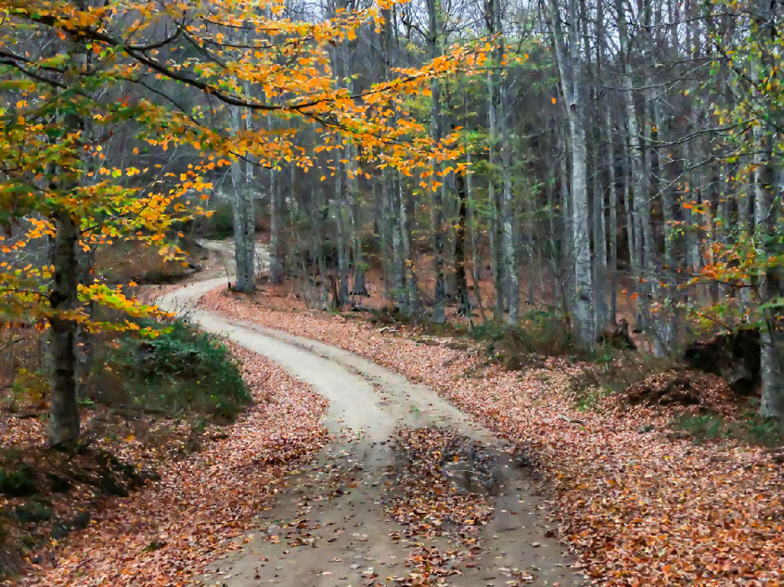 Sonbahar - Çataldağ Zirve yolunda Tali Orman Yolu