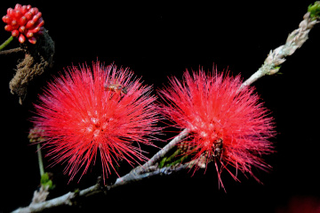Calliandra Tweedii 