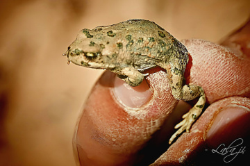 Zanginawer Pygmy Toad 