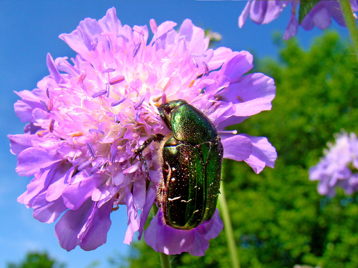 BLÜTE MIT BESUCH