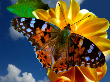 BLÜTE MIT BESUCH