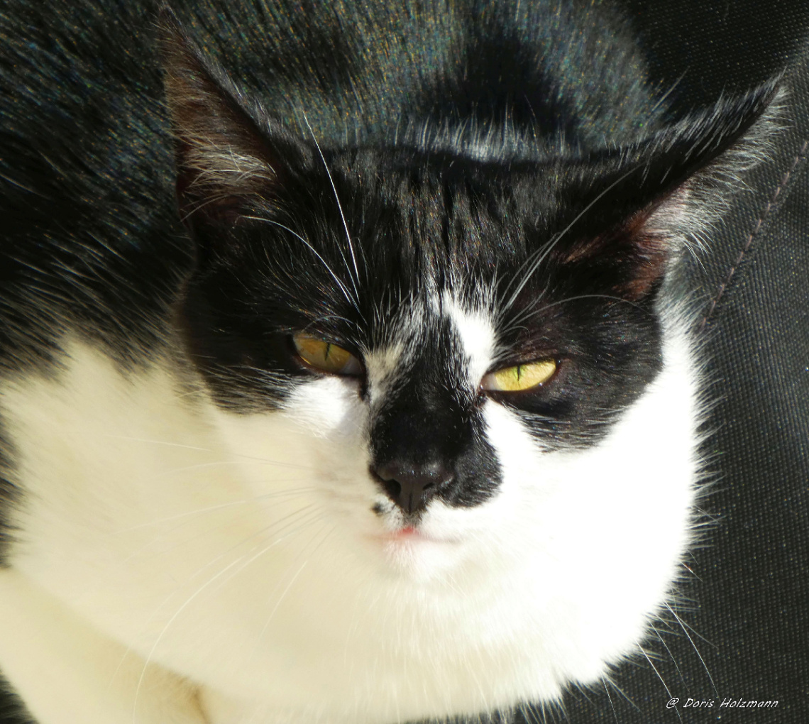 Neighbour's cat 