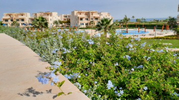 Egypt  - Alain alsokhna