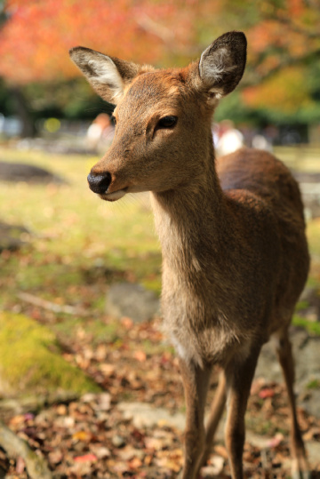 Deer