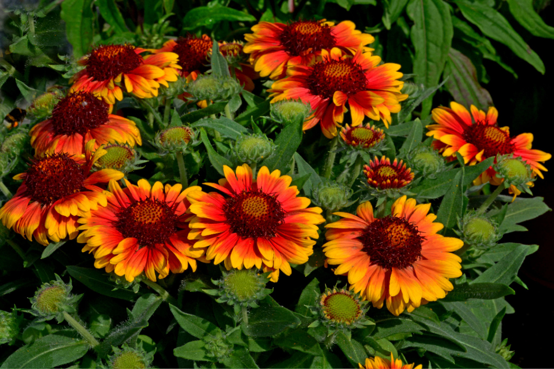 BLÜTEN