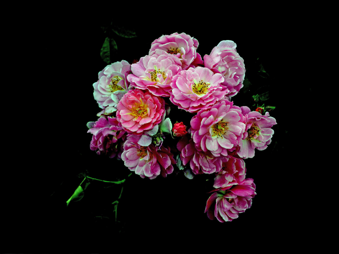 BLÜTEN