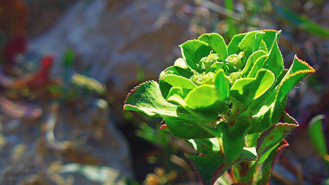 Beauty everywhere.. 