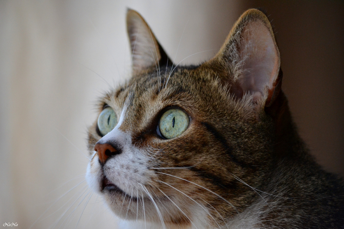 Gato