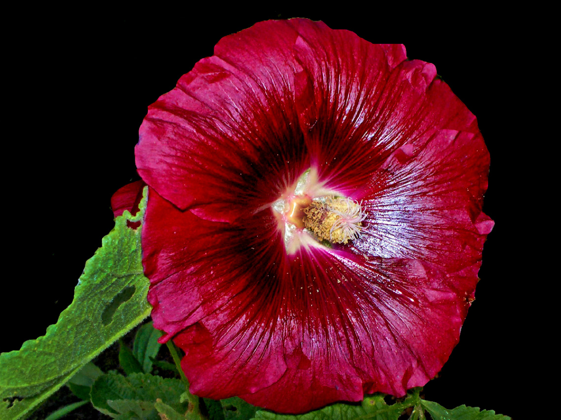 BLÜTE