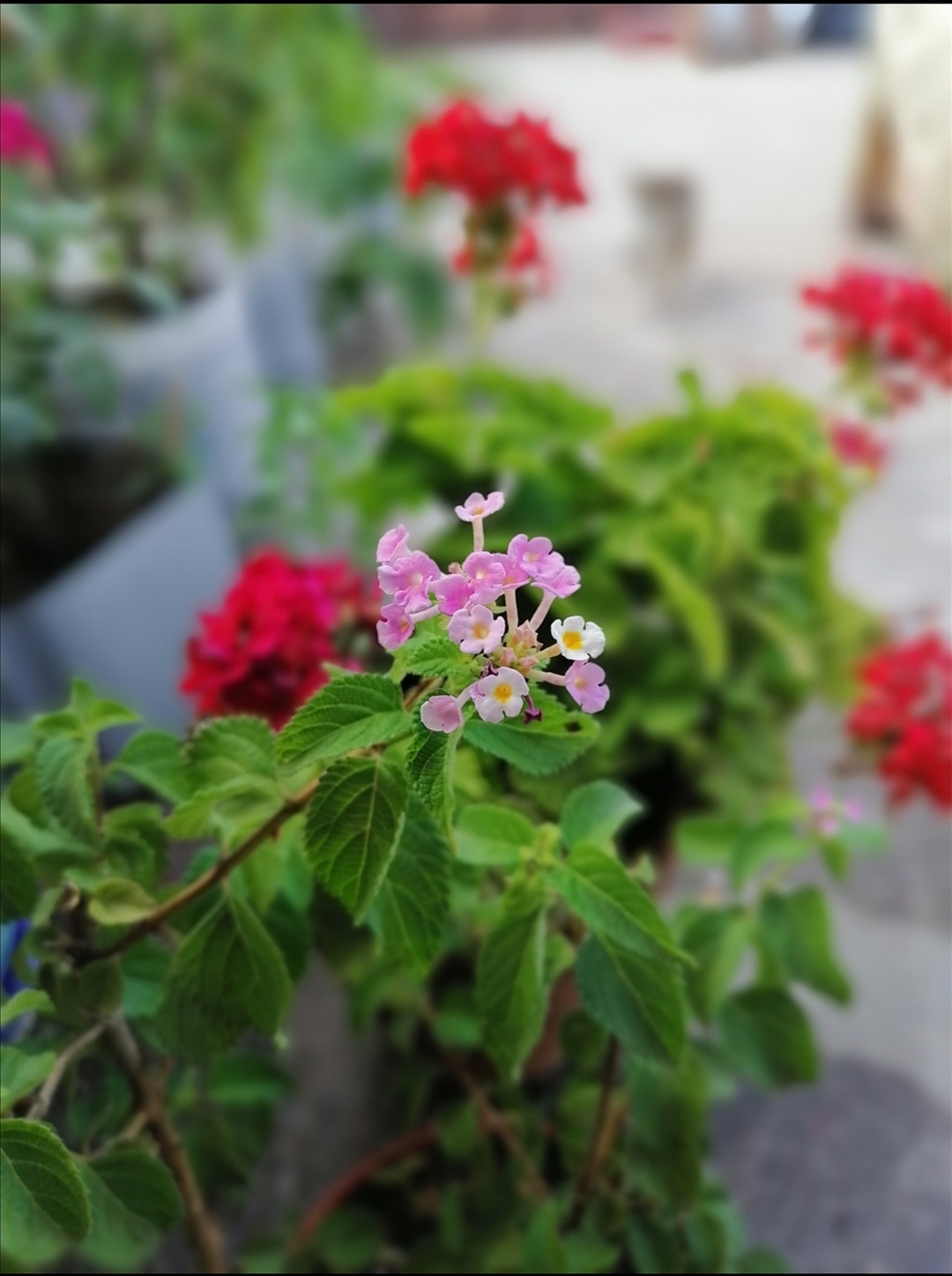 Pink beauty thing