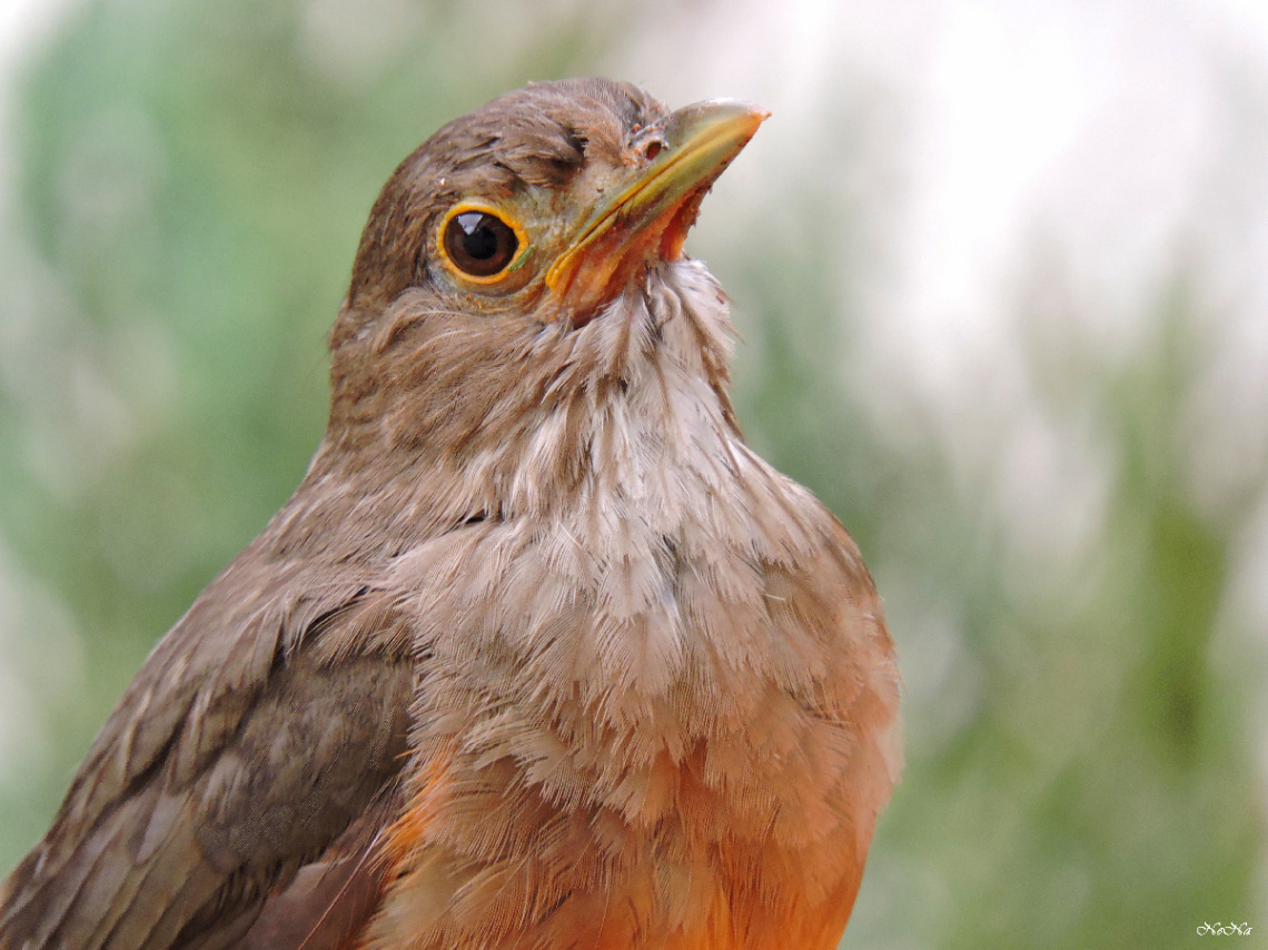 Baby Bird